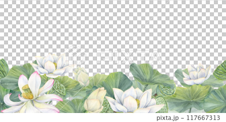 Blooming white and pink lotus flowers thickets horizontal seamless banner. Water lily buds and green seed pods watercolor realistic illustration. Pattern or package, celebration decor, textile 117667313