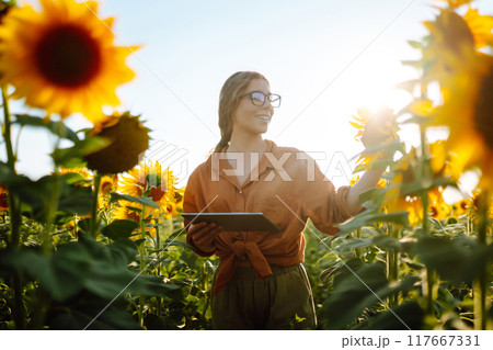 Female farmer analyzing sunflower on sunny day. Agriculture and harvesting concept. 117667331