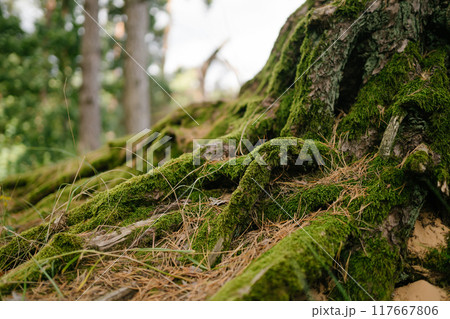 ?ree roots in forest covered with overgrown green moss, creeping over the rock. Forest bright colors 117667806