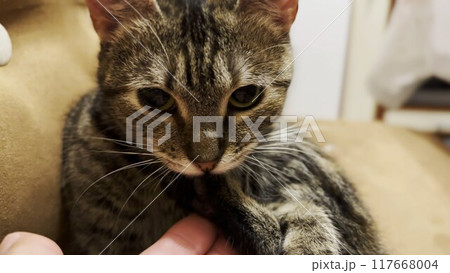 Beautiful tabby cat licking her paw by tongue indoor. Pretty kitty doing herself manicure at home. Cute kitten grooming herself at house. Concept of adorable domestic animal 117668004