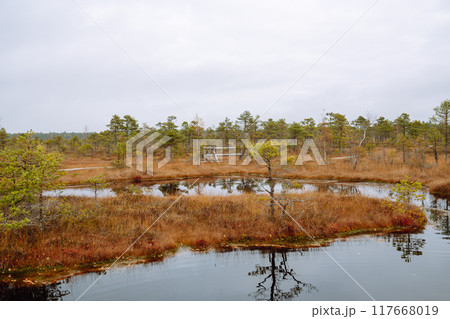 Scenic view of wooden trail through wetlands. Hiking trail for active recreation. 117668019