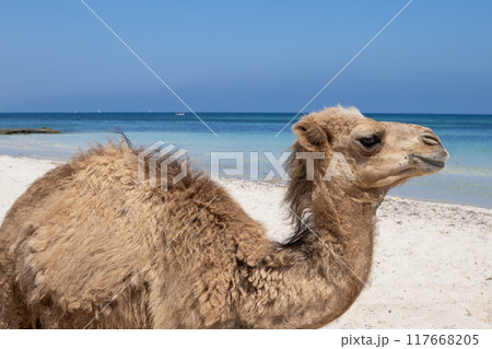 Baby camel on a beach, Djerba, Tunisia 117668205