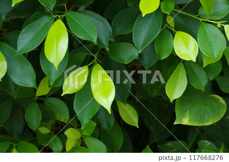 植物の葉 117668276