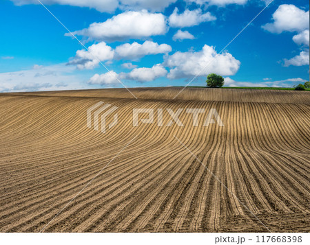 Arable field with lonely tree in the horizon Arable field with lonely tree in the horizon 117668398