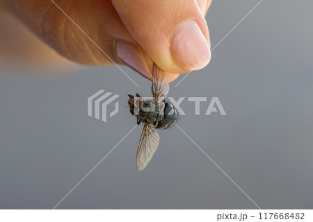 Close-up shot of fingers gently holding a fly 117668482