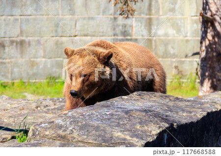 Bear in Bear Pit in Bern, Switzerland. Bear is a symbol of Bern city Bear in Bear Pit in Bern, Switzerland. Bear is a symbol of Bern city 117668588