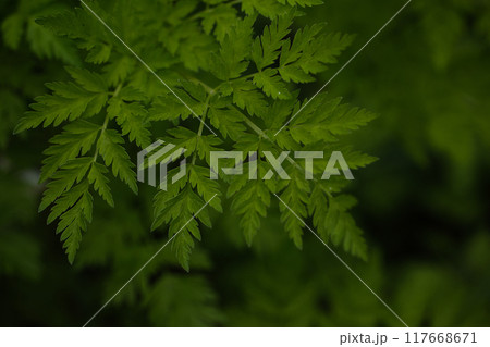 シダ植物 117668671