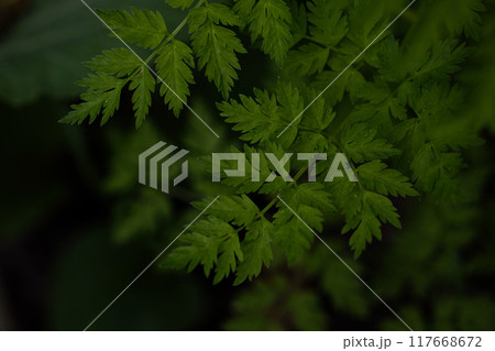 シダ植物 117668672