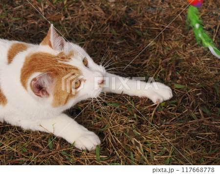 無邪気に遊ぶネコの可愛い表情と動き 無邪気に遊ぶネコの可愛い表情と動き 117668778