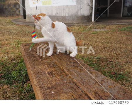 無邪気に遊ぶネコの可愛い表情と動き 無邪気に遊ぶネコの可愛い表情と動き 117668779