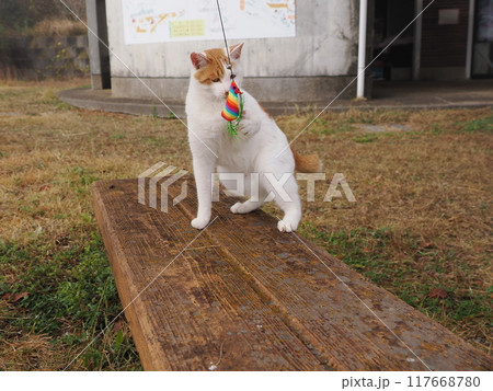 無邪気に遊ぶネコの可愛い表情と動き 117668780