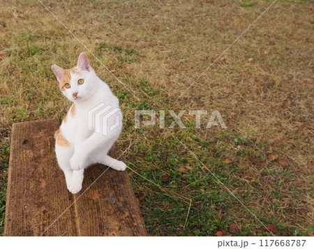 無邪気に遊ぶネコの可愛い表情と動き 無邪気に遊ぶネコの可愛い表情と動き 117668787