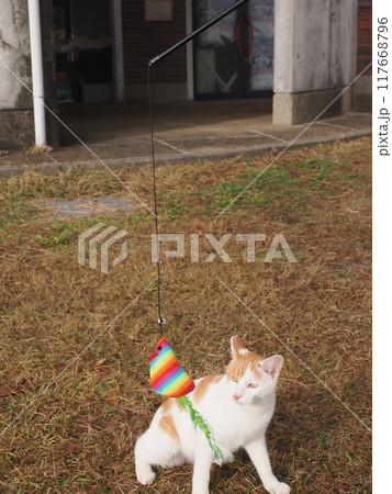 無邪気に遊ぶネコの可愛い表情と動き 117668796