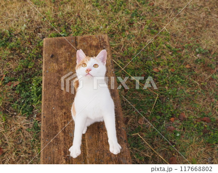無邪気に遊ぶネコの可愛い表情と動き 無邪気に遊ぶネコの可愛い表情と動き 117668802