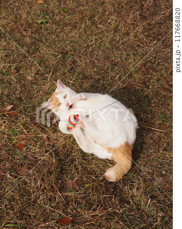 無邪気に遊ぶネコの可愛い表情と動き 117668820