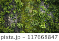 Old stone texture. Moss rock surface. Forest nature grass pattern. Green plant backdrop. Abstract closeup flora material 117668847