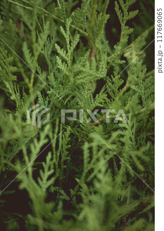 Green, young thuja, near. Branches of thuja Green, young thuja, near. Branches of thuja 117669065