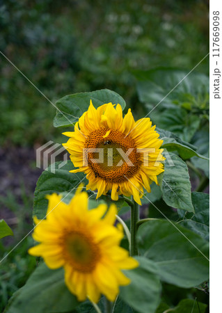 Sunflower is a plant in the garden in the village. Two sunflowers Sunflower is a plant in the garden in the village. Two sunflowers 117669098