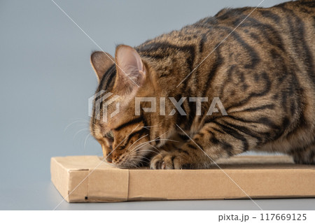Close-up of cat claws. The cat uses a scratching post made of cardboard. An eco-friendly modern product. 117669125
