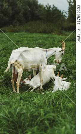 A goat feeds a kid. A goat and baby goats graze in the thick, tall grass A goat feeds a kid. A goat and baby goats graze in the thick, tall grass 117669152