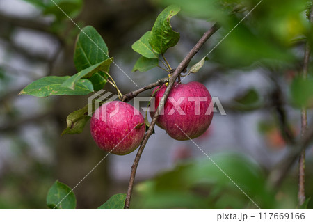 Red, late apples are hanging on a branch. A prolific apple tree 117669166