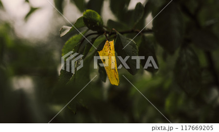 A yellow, withered leaf on a tree among healthy green leaves A yellow, withered leaf on a tree among healthy green leaves 117669205