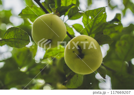 A yellow-green apple is hanging on a branch. Apple tree A yellow-green apple is hanging on a branch. Apple tree 117669207