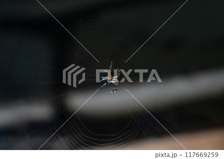 A spider sitting on a web in a dark corner of a brick building 117669259