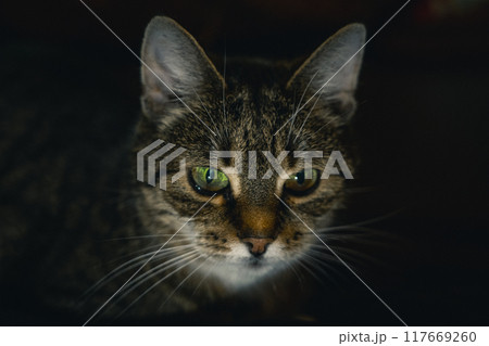 A curious cat looking into the distance in the evening in the dark 117669260