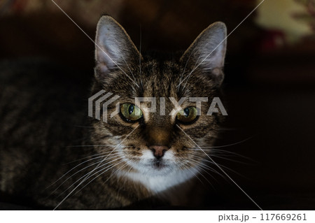 A curious cat looking into the distance in the evening in the dark A curious cat looking into the distance in the evening in the dark 117669261
