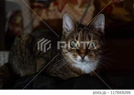 A curious cat lying on the couch in the evening in the dark 117669266