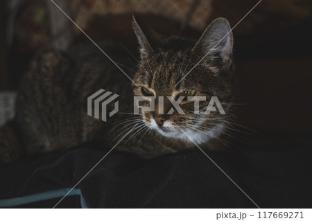 A sweet, kind, old cat is lying on the bed, in the evening 117669271