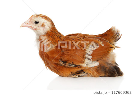 Brown Chick on White Background Brown Chick on White Background 117669362