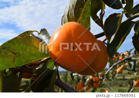 オレンジ色の柿の実 オレンジ色の柿の実 117669391