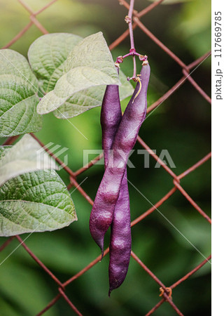 Asparagus beans of purple color are woven on the fence Asparagus beans of purple color are woven on the fence 117669785