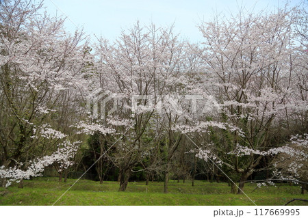 桜の花　染井吉野　満開 117669995