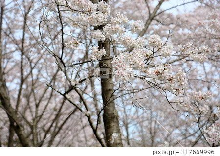 桜の花 染井吉野 満開 桜の花 染井吉野 満開 117669996