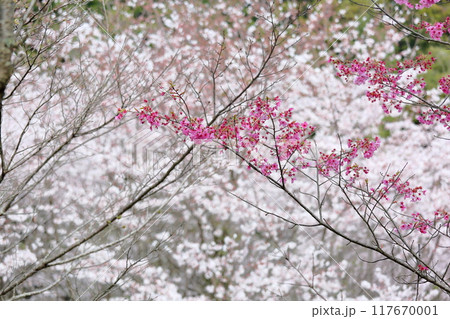 桜の花 陽光 満開 桜の花 陽光 満開 117670001