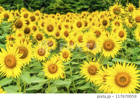 夏の三ノ倉高原（スキー場）　ひまわり畑　福島県喜多方市 117670059