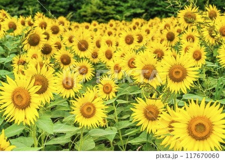 夏の三ノ倉高原（スキー場）　ひまわり畑　福島県喜多方市 117670060