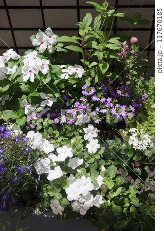 玄関前の花の寄せ植え&寄せ鉢 玄関前の花の寄せ植え&寄せ鉢 117670185