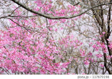 桜の花 陽光 満開 桜の花 陽光 満開 117670198
