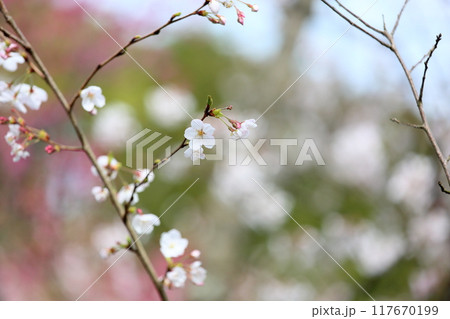 オオシマザクラの花 オオシマザクラの花 117670199
