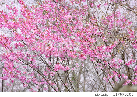 桜の花 陽光 満開 桜の花 陽光 満開 117670200