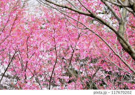 桜の花 陽光 満開 桜の花 陽光 満開 117670202
