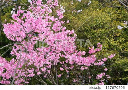 桜の花　陽光　満開 117670206