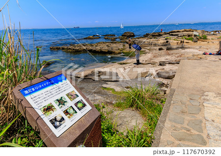 神奈川県　横須賀市　神奈川県立観音崎公園（ミクロケスタ地形） 117670392