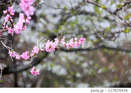 満開　ハナモモの花 117670456