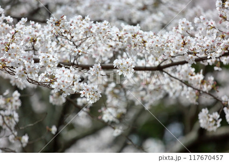 桜の花　染井吉野　満開 117670457