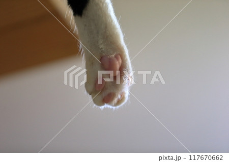 猫の肉球　イメージ 117670662